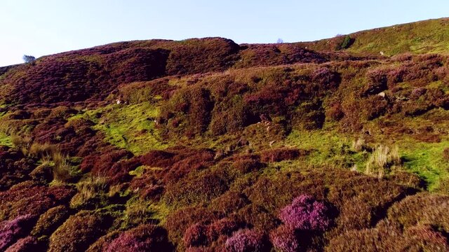 North York Moors Heather at Danby Dale - Aerial Drone Footage of heather in full bloomin Summer - Clip 4a