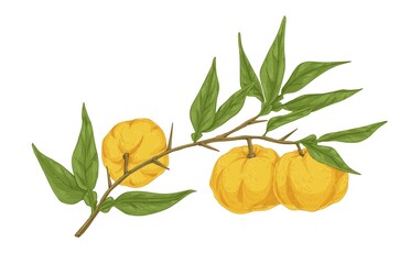 Ripe yuzu fruits growing on tree branch with leaves. Vintage drawing of Japanese citrus plant. Realistic detailed hand-drawn vector illustration of asian citrons isolated on white background