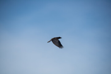 Close up of crow in flight under blue sky