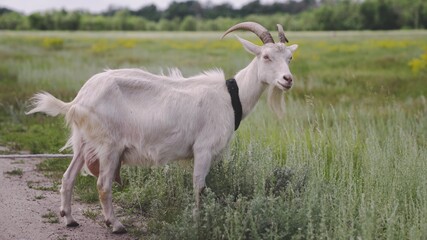 Milk white goat chews green grass in the field, full udder with milk, food for little kids, livestock raising on the farm, farming, walking pets on the ranch, healthy goat concept