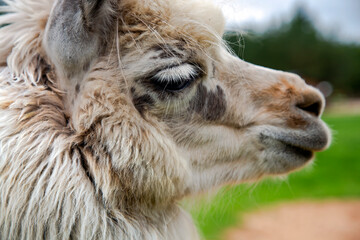 Fototapeta premium Young llama close-up on the background of a green meadow in Latvia