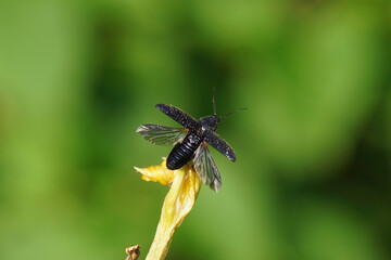 Close up of a black click beetle, family Elateridae, flying away from a faded yellow iris. Dutch garden, June