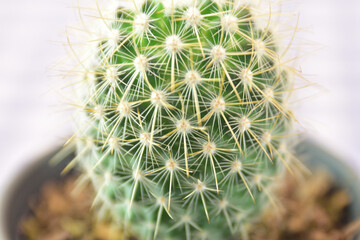 close up of cactus