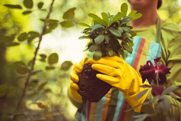 Woman working in the garden. Holding a plant. Focus on hand.