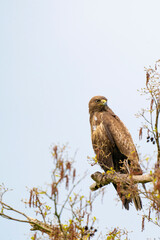 Impressive buzzard, buteo buteo, sitting on a branch in the spring with copy space. Dominant bird of prey is observing on a branch. Feathered animal with white and brown plumage. Blue sky, vertical