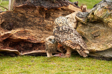 A six week old owl chick eagle owl with its mother. A piece of bloody meat from the prey lies on the ground