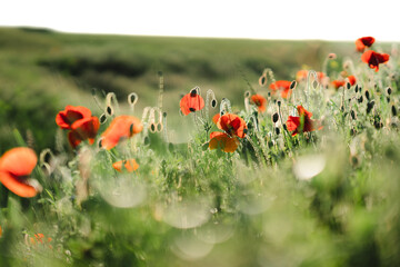 Red buds of blooming poppies in a field in the evening warm sunlight