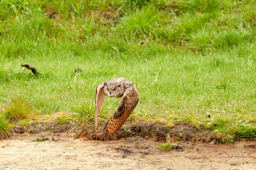 Eagle owl, takes off from the grass and flies low over the sand. The bird of prey seen from the front. The wings straight down