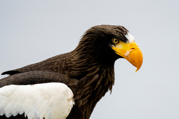 Close up of a Steller's sea eagle head. Yellow bill and eye, large nostrils. Snot drips from the nostril. Against the background of nature