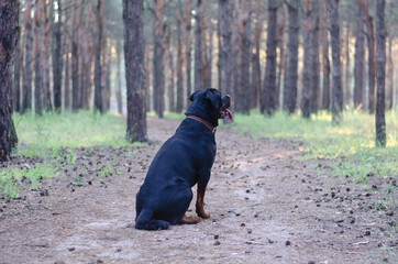 Black dog sits on path in an early morning pine forest. Male Rot