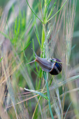 A garden snail on a vertical stalk of grass. Mollusk among wild