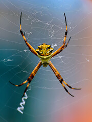 spider