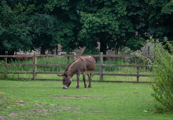 A donkey grazing in the field of a farm.