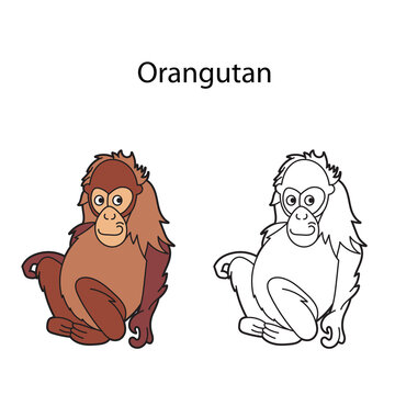 Funny cute animal orangutan isolated on white background. Linear, contour, black and white and colored version. Illustration can be used for coloring book and pictures for children