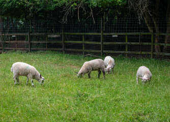 Obraz na płótnie Canvas Sheep grazing in the farm field.