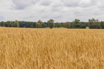 Summer wheat field. Spikelets are yellow-golden. And along the field there is a road