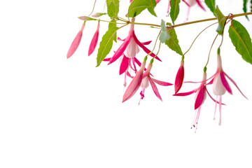 White and pink flowers of blooming Fuchsia houseplant on white backdrop