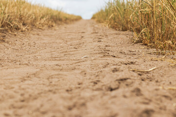 Summer wheat field. Spikelets are yellow-golden. And along the field there is a road