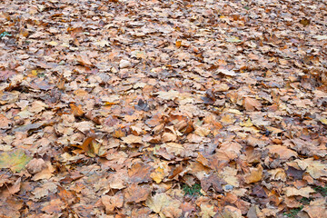 Fallen, Withered Foliage Formed a Sad Autumn Picture