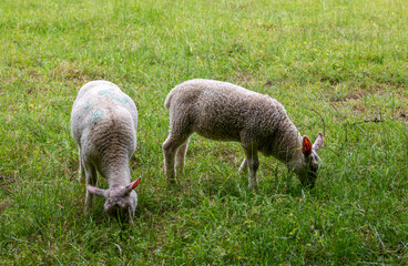 Obraz premium Lambs grazing in the farm field.
