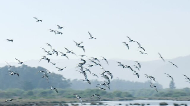 Big flock of birds flying near the ground.