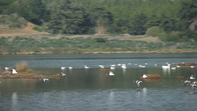 Flock of birds flying near the ground.
