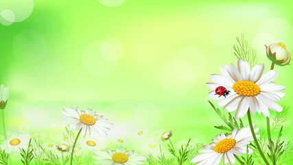 Summer floral background with daisies, grass, ladybug and place for text. Environmental protection concept. Vector illustration.  © steadb