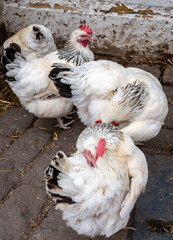 Hens roaming freely in a farmyard.