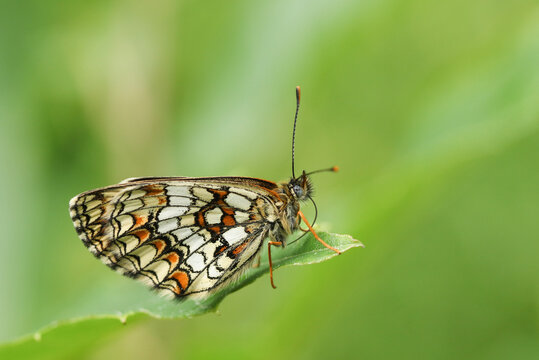 A rare Heath Fritillary Butterfly, Melitaea athalia, perching on a leaf in a woodland clearing.	