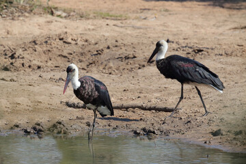 Wollhalsstorch / Woolly-necked stork / Ciconia episcopus