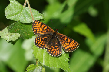 A rare Heath Fritillary Butterfly, Melitaea athalia, perching on a leaf in a woodland clearing.	