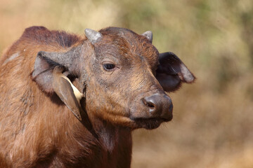 Kaffernb&uuml;ffel und Rotschnabel-Madenhacker / African buffalo and Red-billed oxpecker / Syncerus caffer et Buphagus erythrorhynchus...