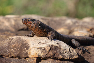 Felsen-Schildechse / Giant plated lizard / Gerrhosaurus validus