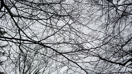 branches against sky in early spring