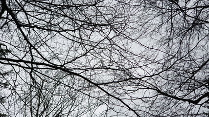 Obraz premium branches against sky in early spring