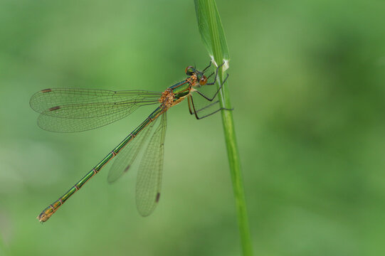 A beautiful female Emerald Damselfly, Lestes sponsa, perching on a blade of grass at the edge of a pond.