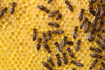 Frame with bees producing honey in a small beekeeping 