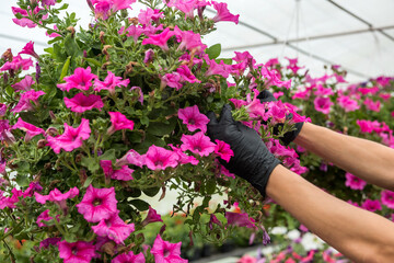 men gloved hands take care of and check the flowers in the greenhouse