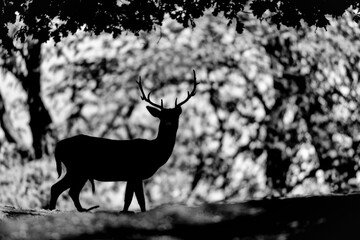 Black and white portrait of Fallow deer at sunrise (Dama dama)