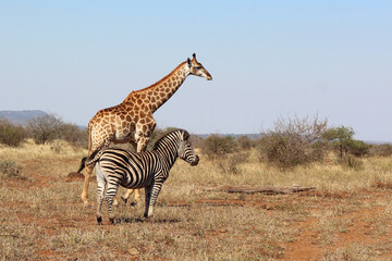 Giraffe und Steppenzebra / Giraffe and Burchell's zebra / Giraffa Camelopardalis et Equus burchellii