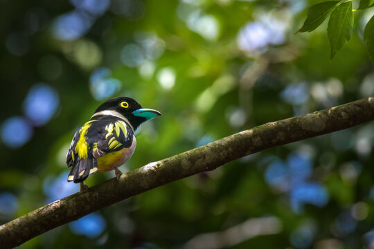 bird