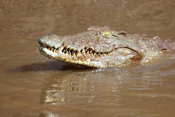 Nilkrokodil / Nile crocodile / Crocodylus niloticus..