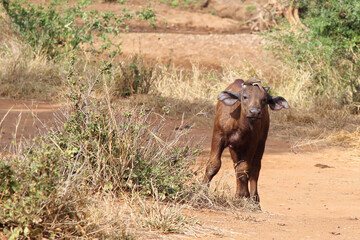 Kaffernbüffel und Rotschnabel-Madenhacker / African buffalo and Red-billed oxpecker / Syncerus...