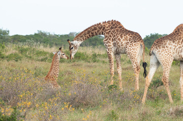 A giraffe mother communicates with its offspring