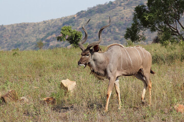 Großer Kudu / Greater kudu / Tragelaphus strepsiceros.
