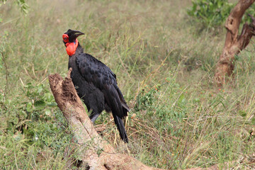 Kaffernhornrabe / Southern ground hornbill / Bucorvus leadbeateri