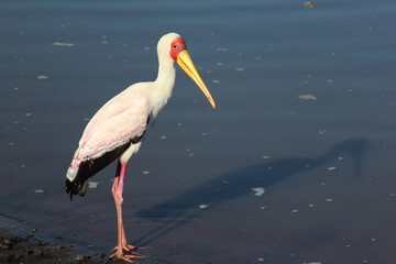 Nimmersatt / Yellow-billed stork / Mycteria ibis
