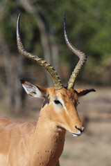 Schwarzfersenantilope / Impala / Aepyceros melampus