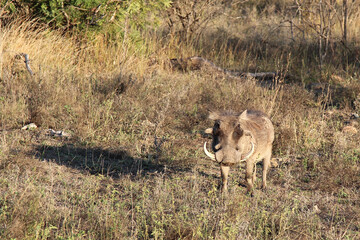 Warzenschwein / Warthog / Phacochoerus africanus