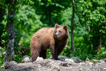 Plakat Wild Brown Bear in the summer forest. Animal in natural habitat. Wildlife scene